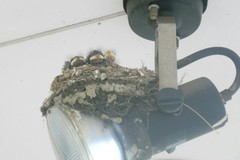 Hirundo rustica