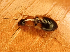 Stenolophus teutonus