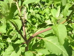 Phytolacca americana