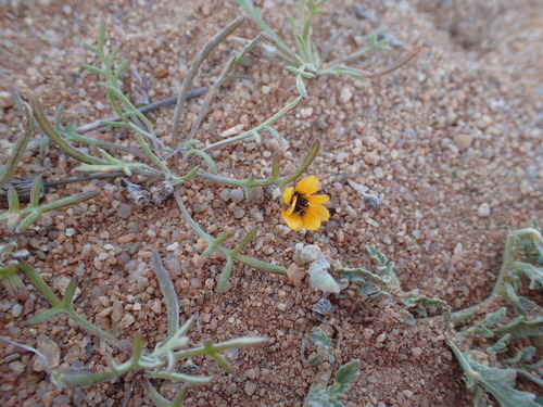 Image of Gazania tenuifolia by no rights reserved