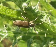 Agapanthia annularis