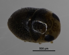 Helotrephidae