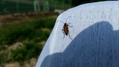 Anastrangalia scotodes continentalis