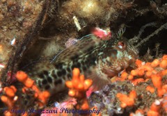 Parablennius intermedius