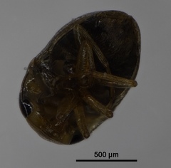 Helotrephidae