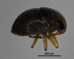 Helotrephidae