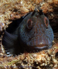 Parablennius intermedius