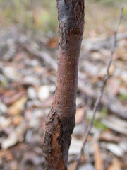 Hakea undulata