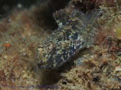 Bathygobius krefftii