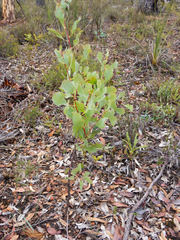 Hakea undulata