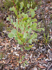 Hakea undulata
