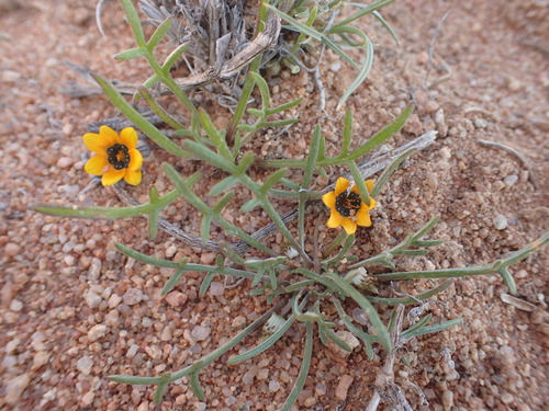 Image of Gazania tenuifolia by no rights reserved
