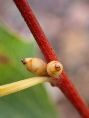 Hakea undulata