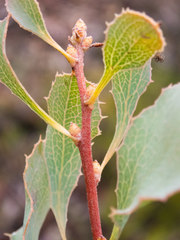 Hakea undulata