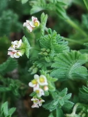 Ornithopus perpusillus