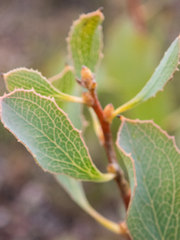 Hakea undulata