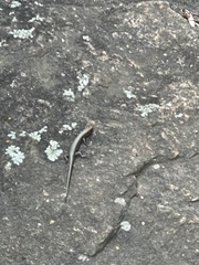 Plestiodon fasciatus