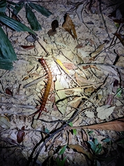 Scolopendra multidens