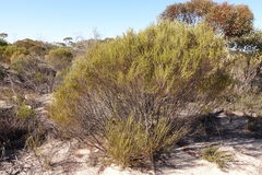 Melaleuca uncinata