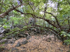 Libidibia monosperma