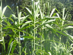Arundo donax
