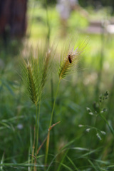 Rhagonycha fulva