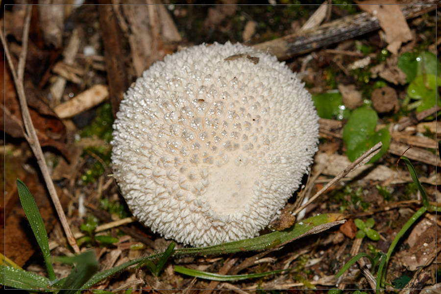 Lycoperdon marginatum · May 2022 · photo: © r-a-p (iNaturalist, cc-by)