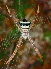 Argiope reinwardti