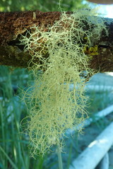 Usnea cornuta