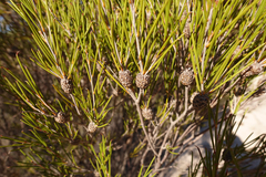 Melaleuca uncinata