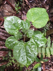 Streptothamnus moorei