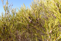 Melaleuca uncinata
