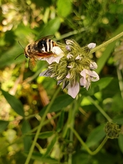 Eucera gracilipes