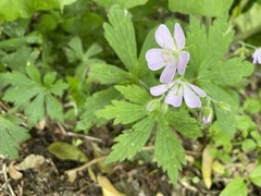 Geranium maculatum