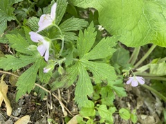 Geranium maculatum