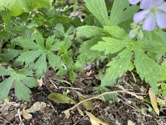 Geranium maculatum