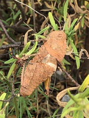 Ocnerodes fallaciosus