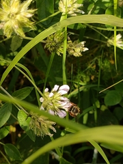 Eucera gracilipes
