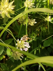 Eucera gracilipes