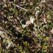 Stenanthemum leucophractum - Photo (c) Wayne Martin,  זכויות יוצרים חלקיות (CC BY-NC), הועלה על ידי Wayne Martin