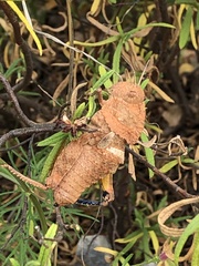 Ocnerodes fallaciosus