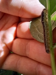 Macrophya alboannulata