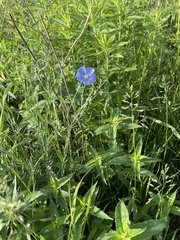 Linum