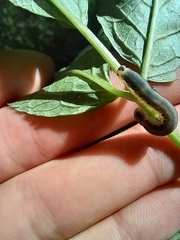 Macrophya alboannulata