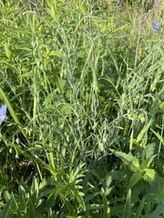 Linum