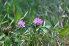 Trifolium pratense