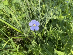 Linum