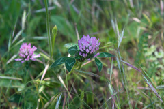 Trifolium pratense