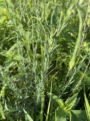 Linum