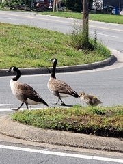 Branta canadensis